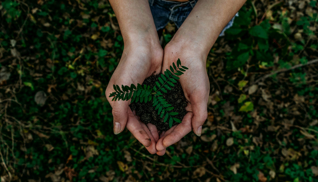 A pair of hands gently cradling a small plant with fresh green leaves, rooted in dark soil. The background consists of blurred green foliage and fallen leaves, symbolizing growth, sustainability, and environmental care.